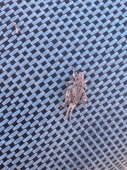 Cycloptilum distinctum