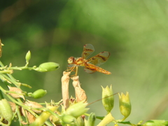 Perithemis tenera