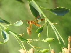 Perithemis tenera