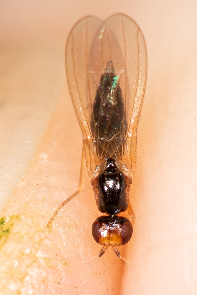 Chamaepsila pectoralis