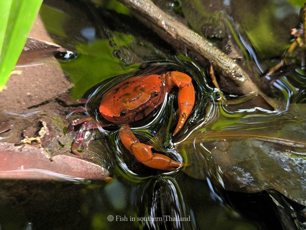 Salangathelphusa brevicarinata