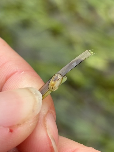 Pacific Eelgrass Limpet