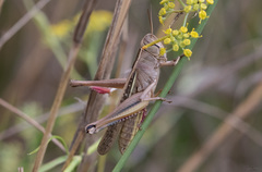 Eyprepocnemis plorans