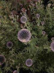 Echinops