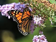 Danaus plexippus