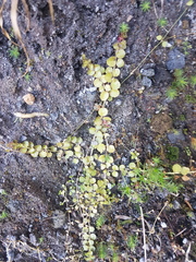 Epilobium pedunculare