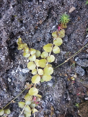 Epilobium pedunculare