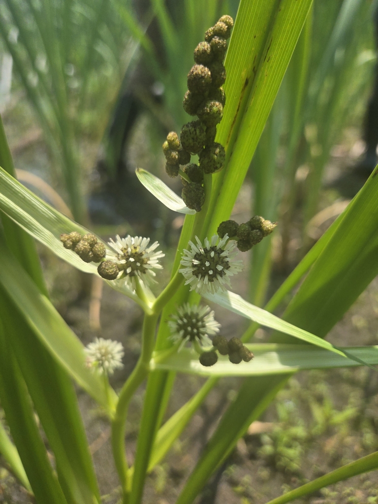 Bere Reeds bur-reeds from Erie, PA 16507, USA on June 11, 2025 at 01:06 PM by ...
