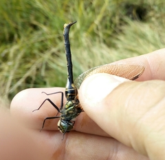 Somatochlora arctica