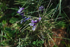 Vicia villosa microphylla