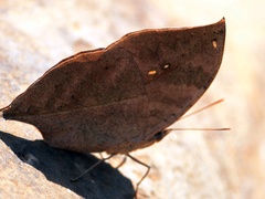 Kallima horsfieldii