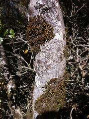 Orthotrichum papillosum