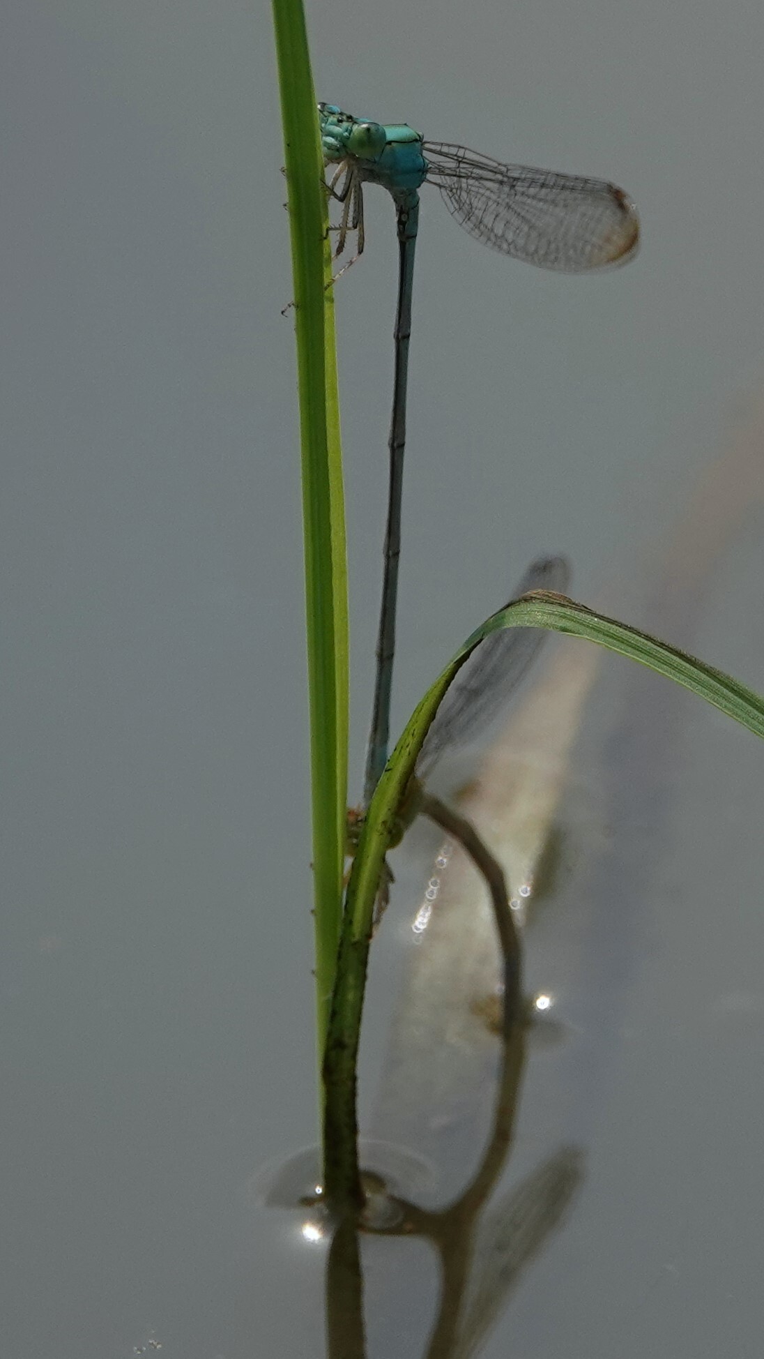 Three-Lined Sprite