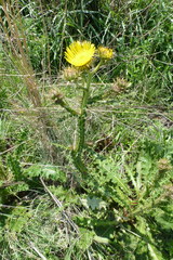 Berkheya radula