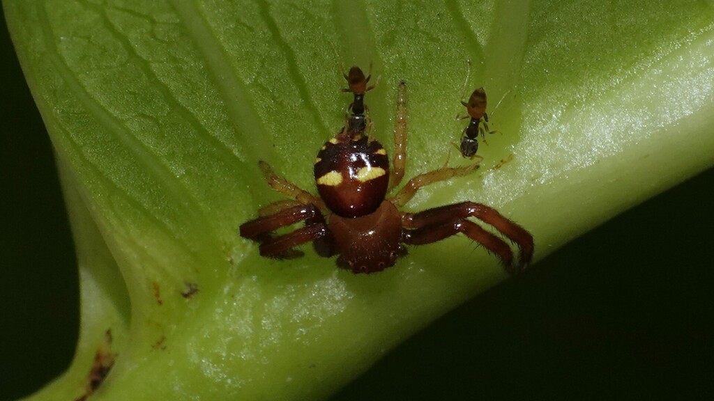 Camaricus khandalaensis