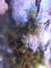 Orthotrichum papillosum