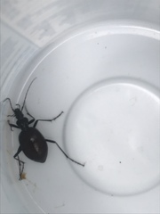 Scaphinotus angusticollis