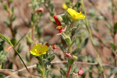 Camissoniopsis intermedia