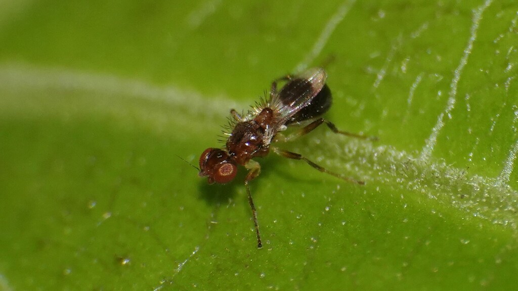 Anachus Insect Anatrichus from SGNP MSEB on June 8, 2025 at 07:56 AM by Dinesh Sharma ...