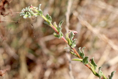 Camissoniopsis intermedia