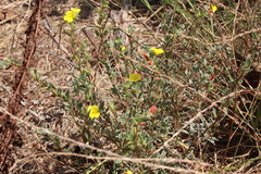 Camissoniopsis intermedia