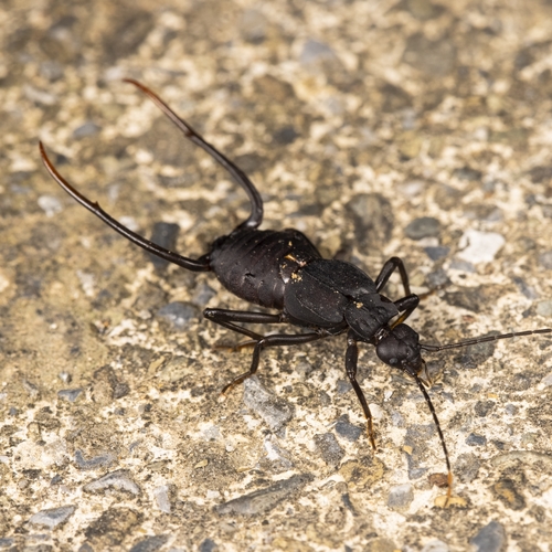 Allodahlia scabriuscula