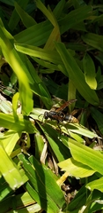 Polistes cinerascens