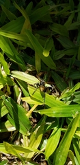 Polistes cinerascens