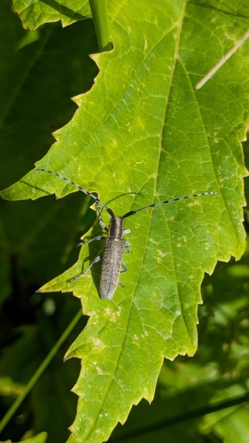 Golden-bloomed Longhorn Beetle, Noordwijkerhout, Nederland, photo 10 of 10