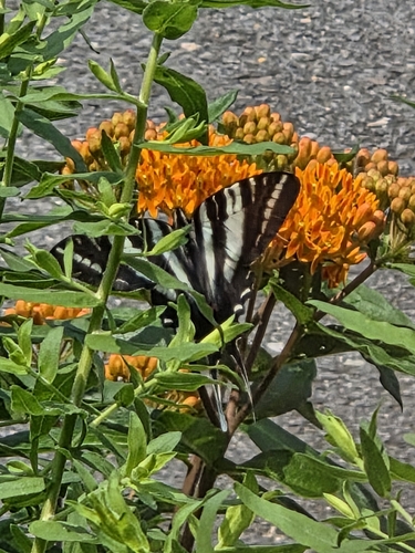 Zebra Swallowtail