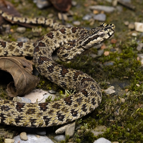 Jerdon's Pitviper