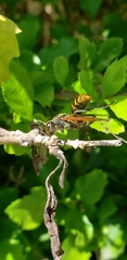 Polistes cinerascens