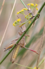 Eyprepocnemis plorans