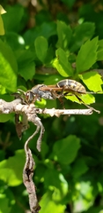 Polistes cinerascens