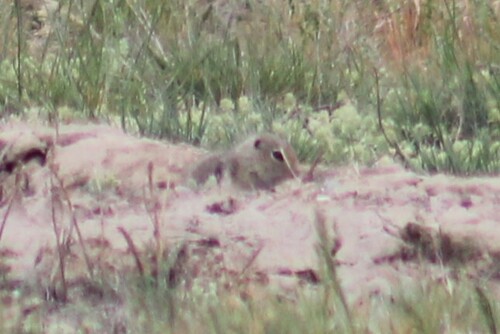 Malheur Ground Squirrel observed by chickeroni