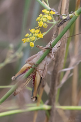 Eyprepocnemis plorans