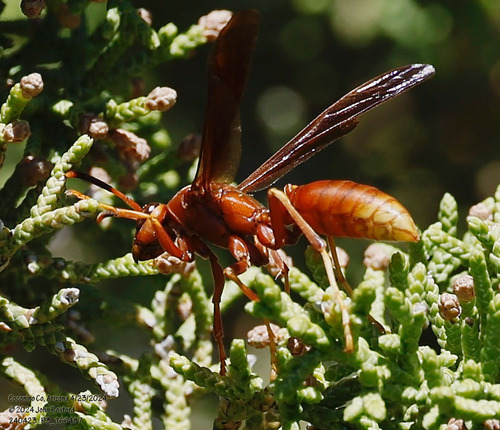 Kaibab Paper Wasp photo 5