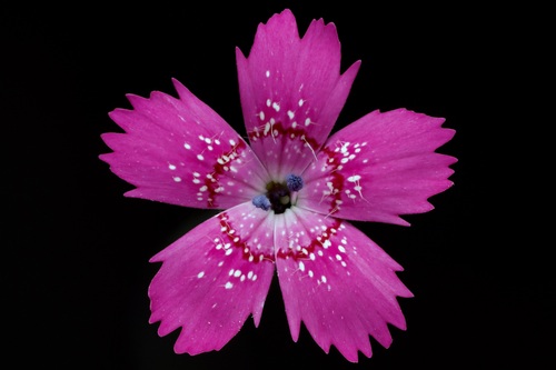 Dianthus deltoides iNat (1)