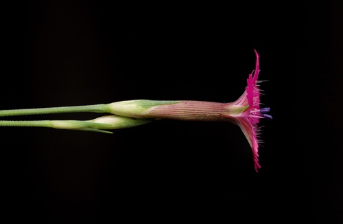 Dianthus deltoides