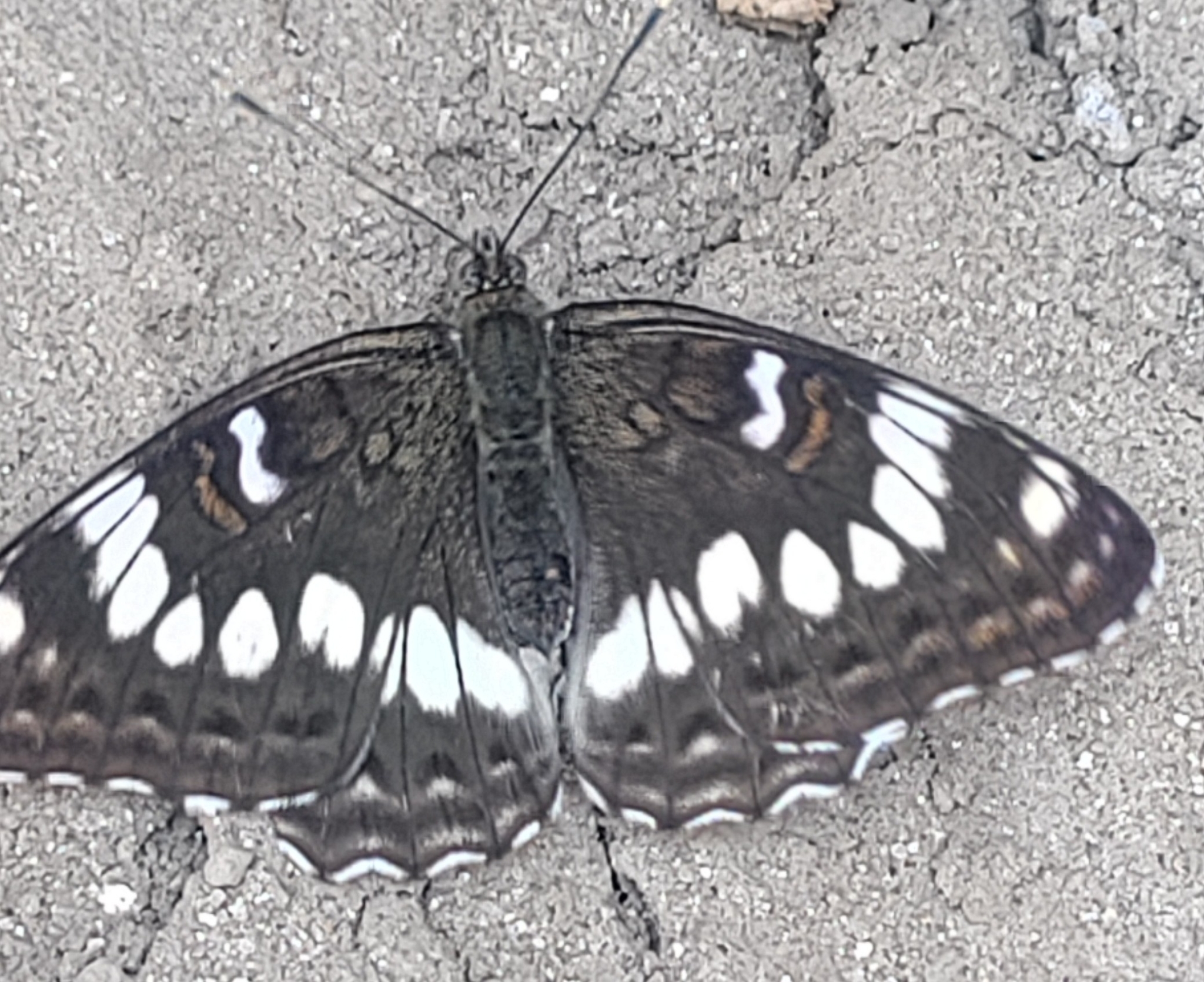 Indian White Admiral
