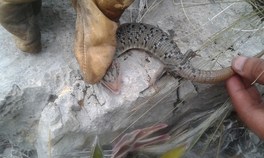 Cuatro Ciénegas Alligator Lizard