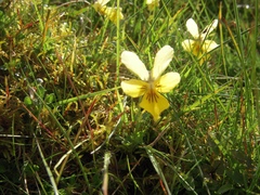 Viola lutea