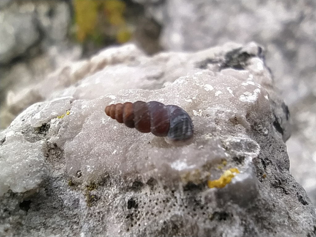 Chondrina arcadica clienta