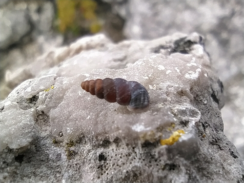 Chondrina arcadica clienta