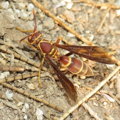 Polistes arizonensis