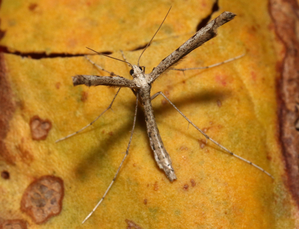 Agdistis neglecta