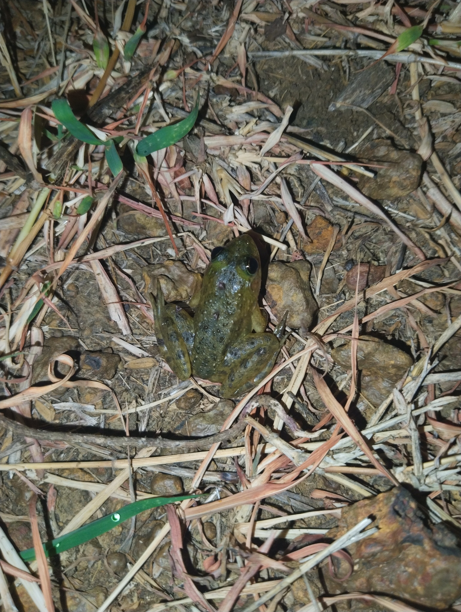 Indian Skipper Frog