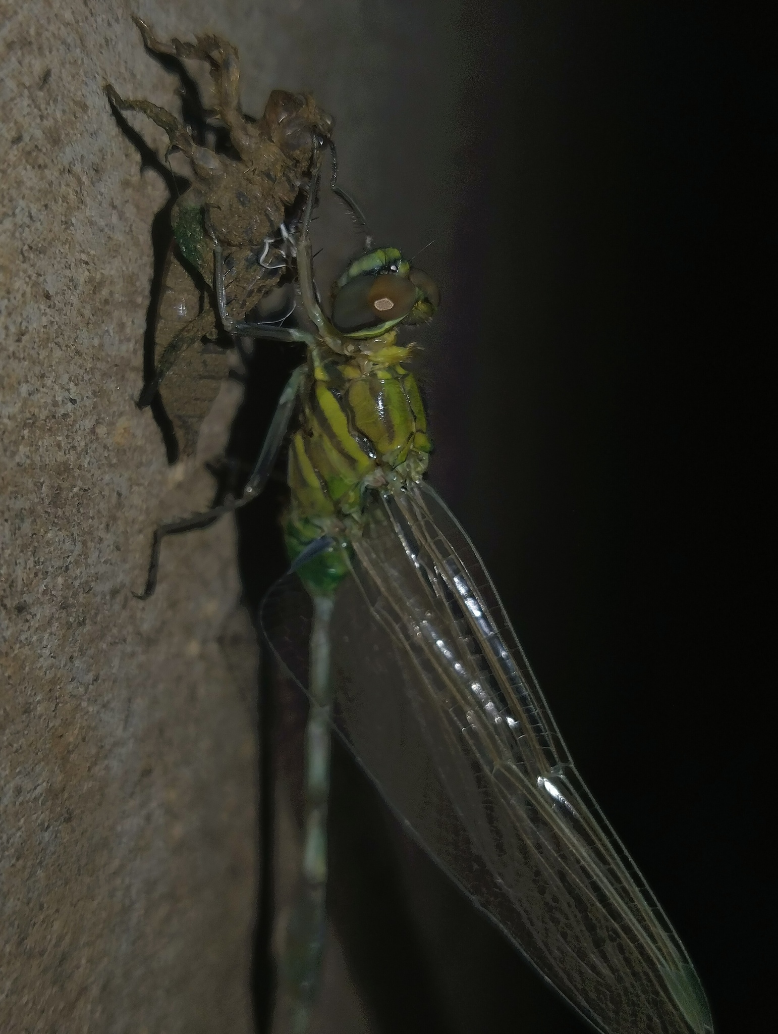 Slender Skimmer