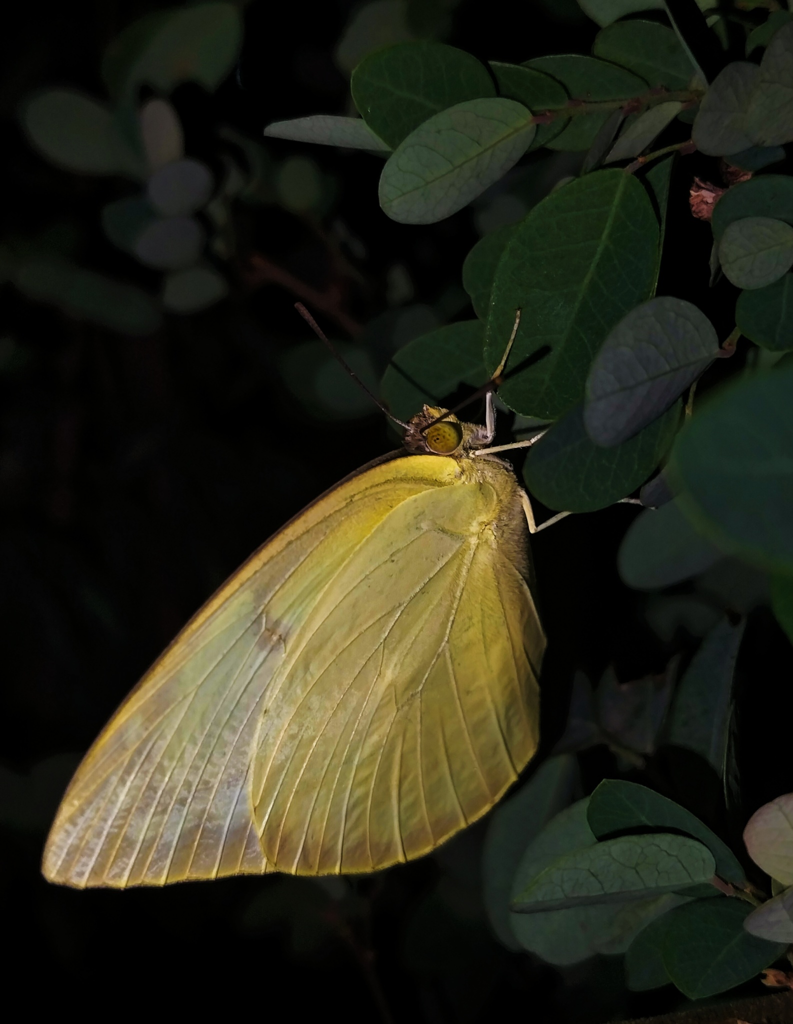 Lemon Emigrant