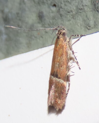 Eudactylota iobapta photo 2